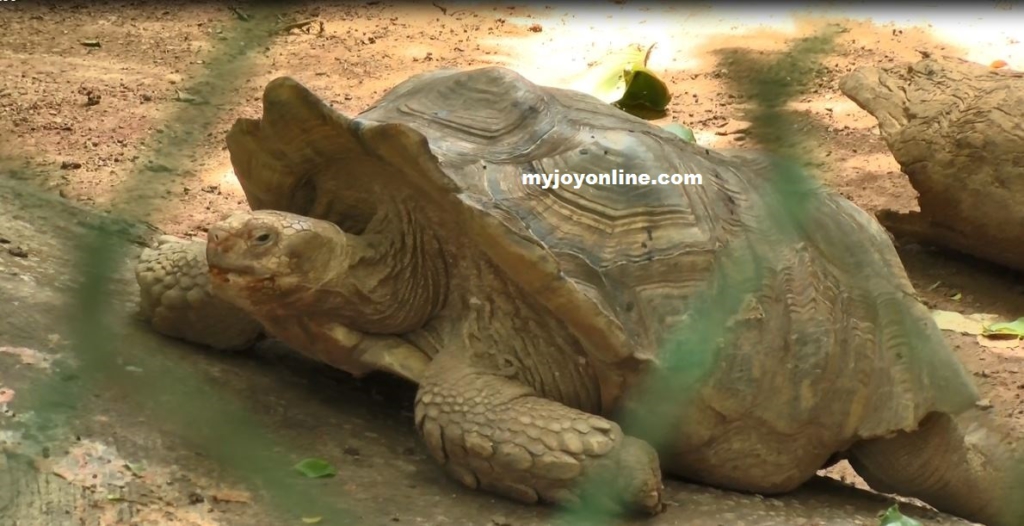 An African Spurred Tortoise at Kumasi Zoo Myjoyonline.com