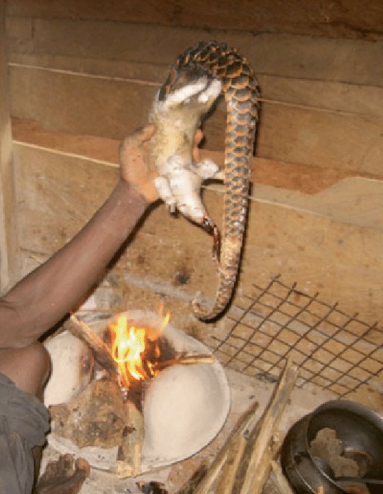 The role of wildlife animal trade and emerging zoonoses in Ghana