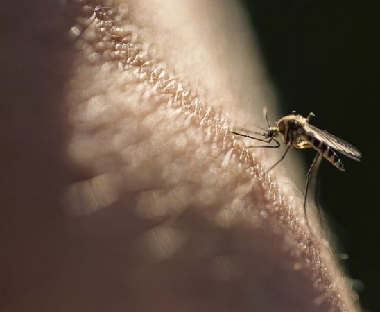 Reality zone with Vicky Wireko: Ending malaria: Optimism as world marks Malaria Day