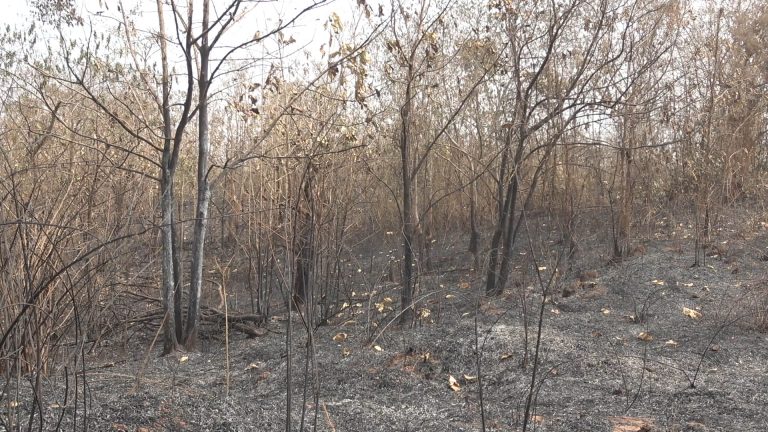 Ghanaians urged to protect the environment against perennial bushfires