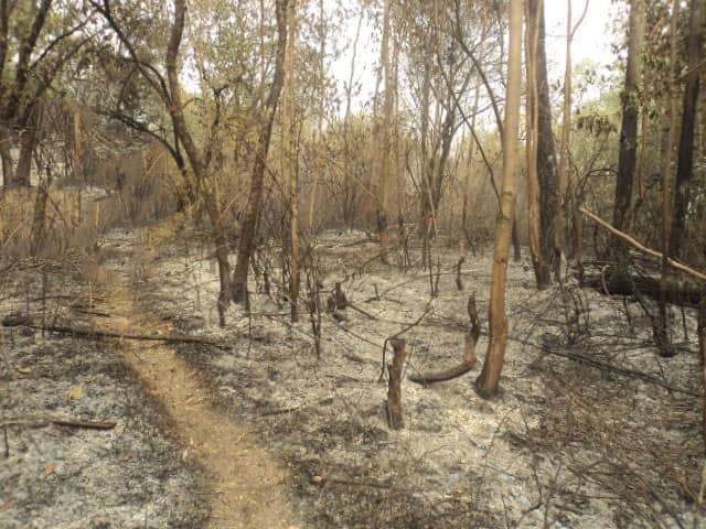 Ghanaians urged to protect the environment against perennial bushfires