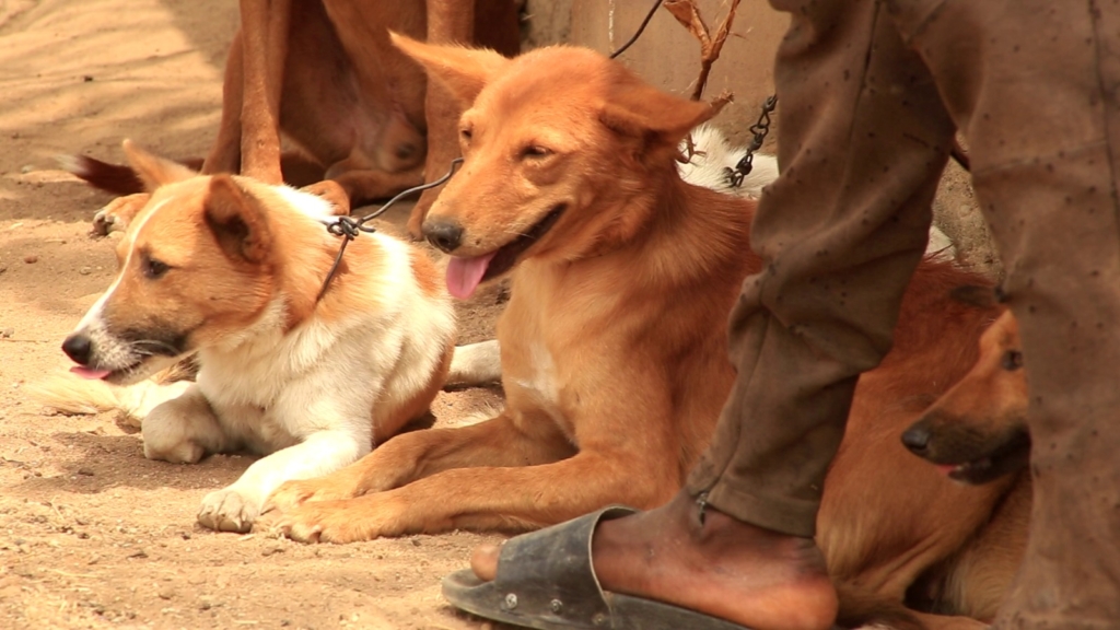 About 300 dogs set for rabies vaccination across five communities in Sekyere East