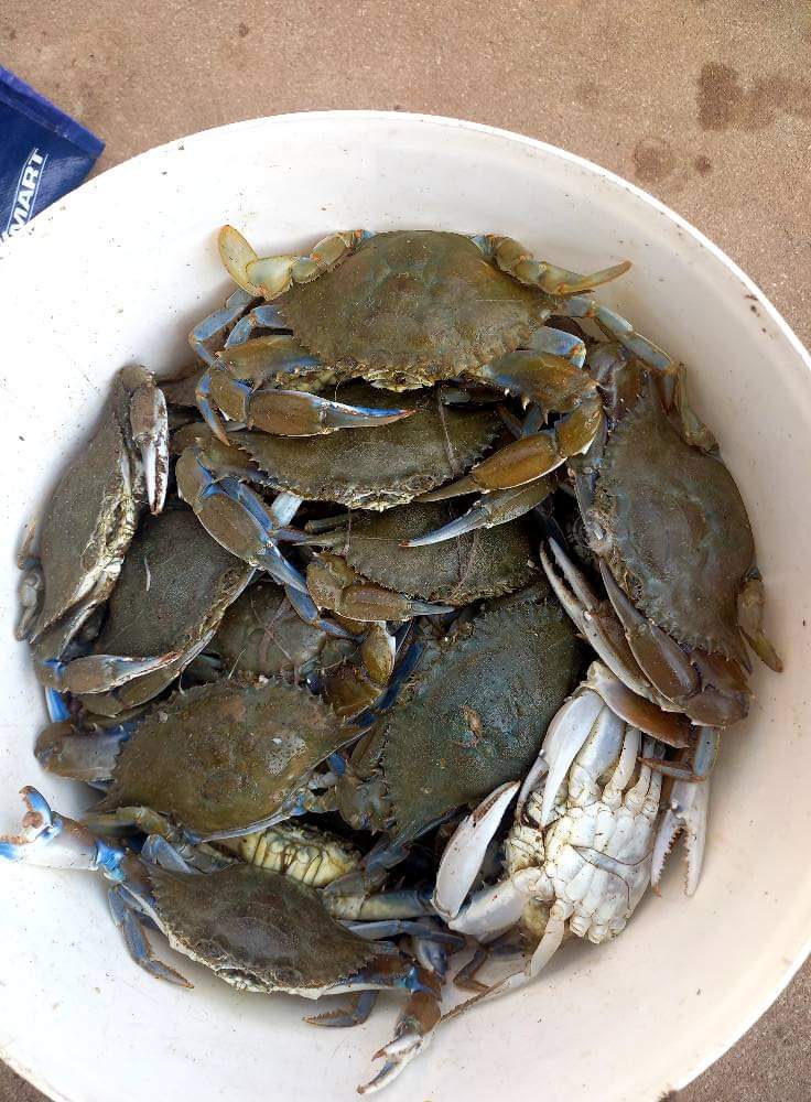 Azizadzi floodgates fluctuations trigger unprecedented crab and shrimp harvest in Keta and Anloga Districts