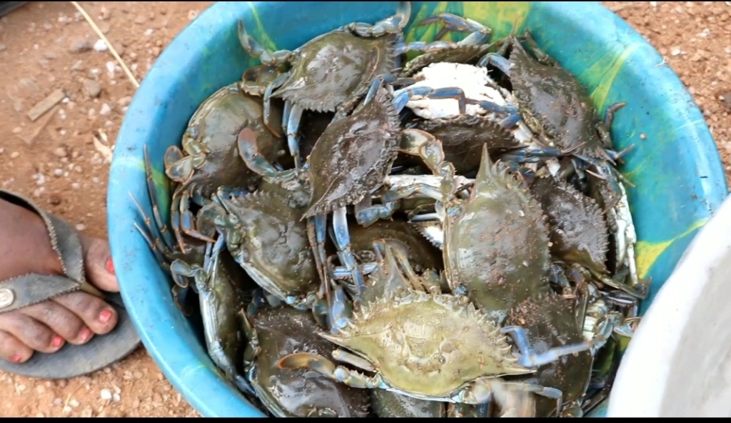 Azizadzi floodgates fluctuations trigger unprecedented crab and shrimp harvest in Keta and Anloga Districts