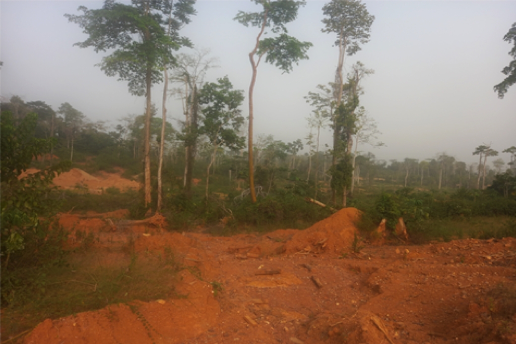 Shalom D. Addo-Danso: Is there hope for our degraded forests and woodland ecosystems?