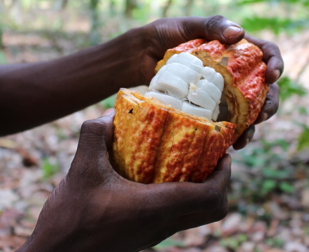 Koa’s Cocoa Sustainability Imprint: Cocobod delegation, National Best Cocoa Farmers tour Koa's facility