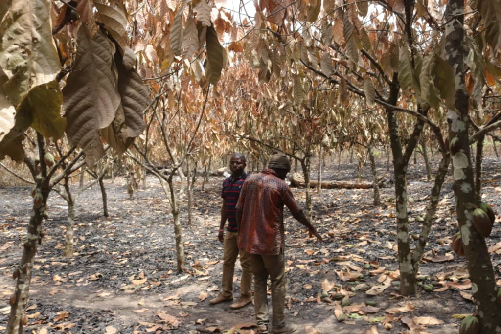 Acres of cocoa farms ravaged by fire in Kadjebi