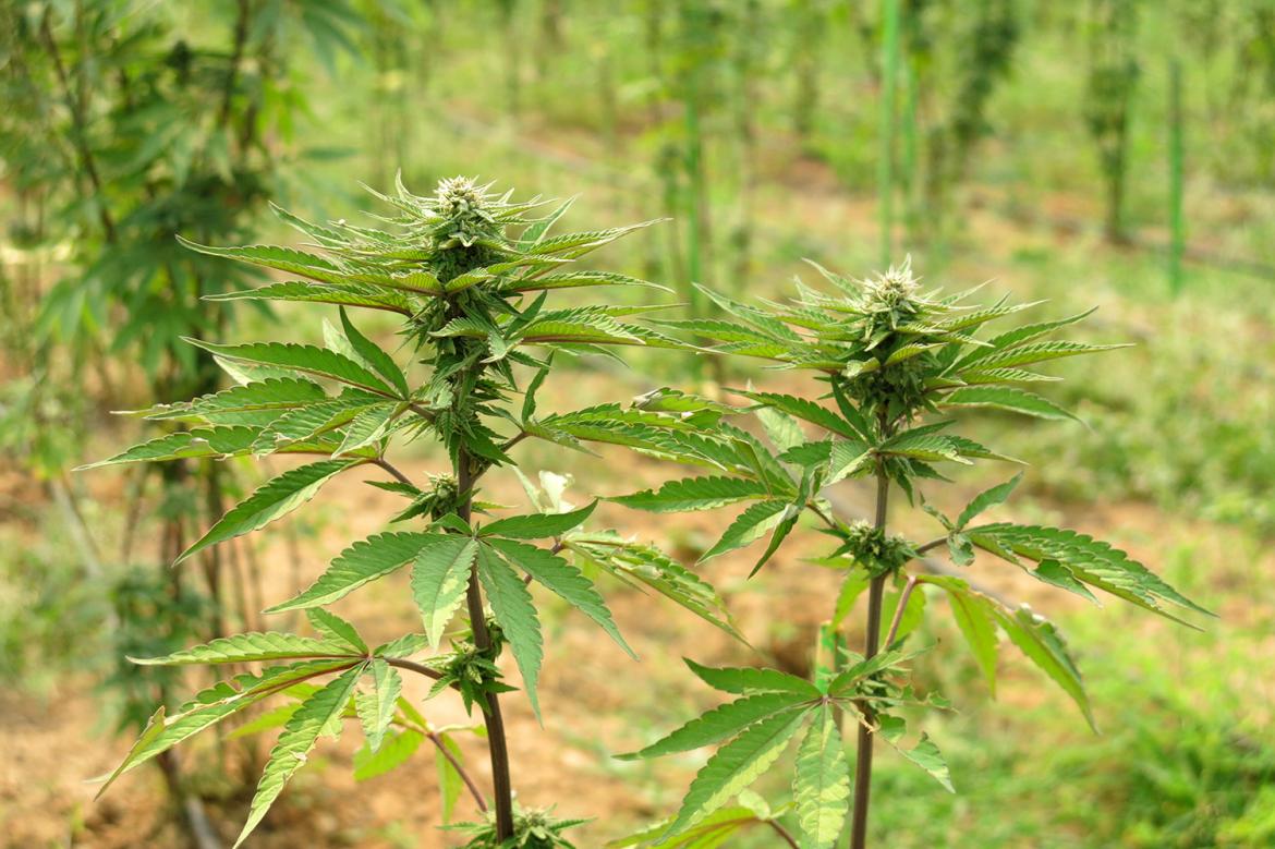 Supreme Court affirms decision to strike out law on marijuana cultivation in Ghana 2 Weed