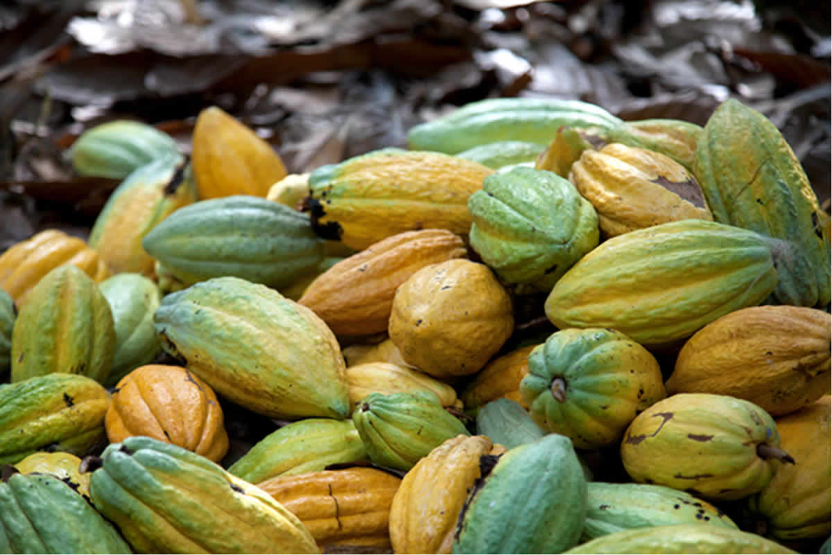5 things COCOBOD can do differently to sustain Ghana’s cocoa sector