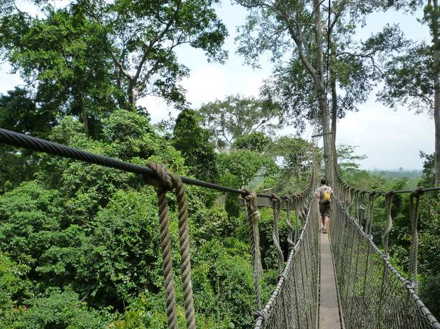 GIA calls for repeal of L.I. 2462 to save forest reserves 2 Kakum park