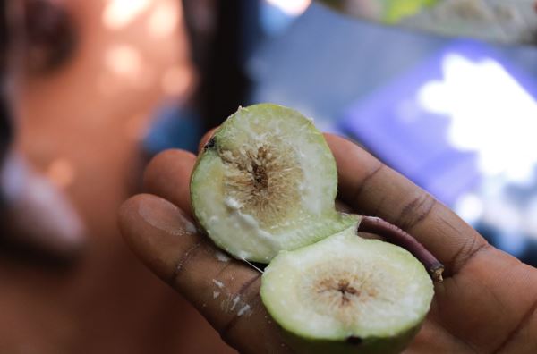 The fig tree at Wiamoase: CSIR-Crops Research Institute explains