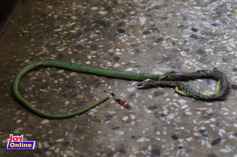 Zoomlion officers battle green mamba during disinfection exercise at Swedru SHS