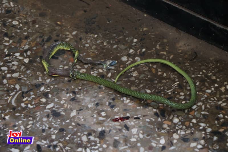 Zoomlion officers battle green mamba during disinfection exercise at Swedru SHS