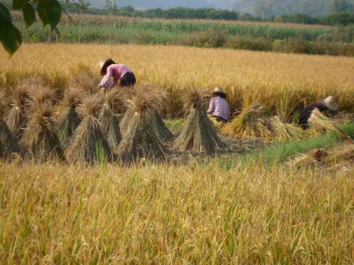 Government to support rice cultivation in Eastern Region