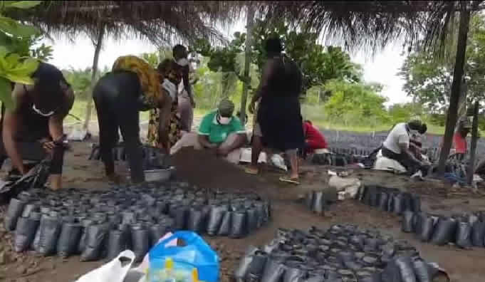 Adaklu youth urged to venture into cultivation of cashew, the 'new gold'