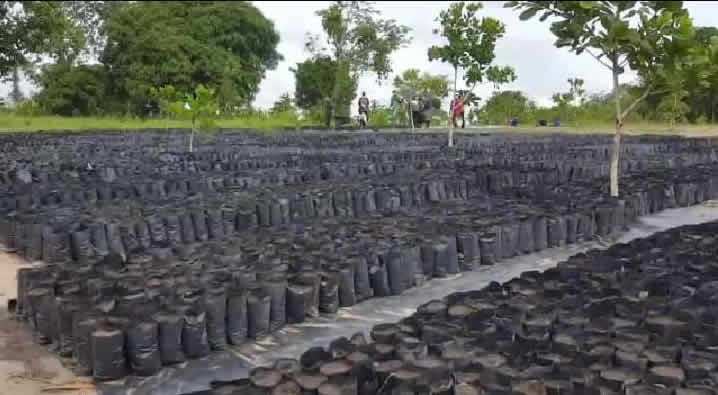 Adaklu youth urged to venture into cultivation of cashew, the 'new gold'