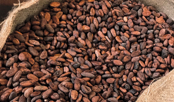 Cocoa revenue, 2020/21 Food Import Bill may be impacted by Covid-19 – Agribusiness consultancy