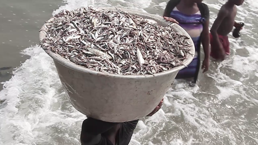 Over 200 fishing communities losing their livelihoods due to "saiko" illegal fishing