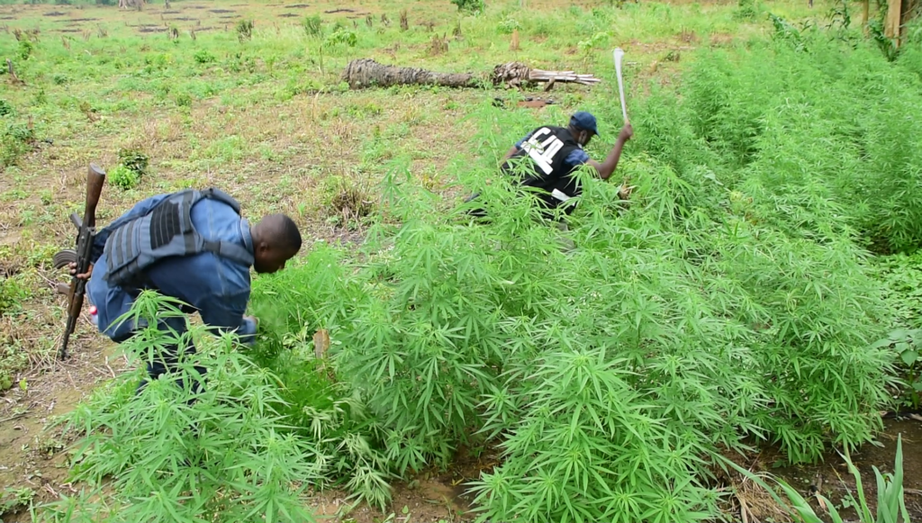 Police discovers illegal cannabis cultivation enclave in Boso
