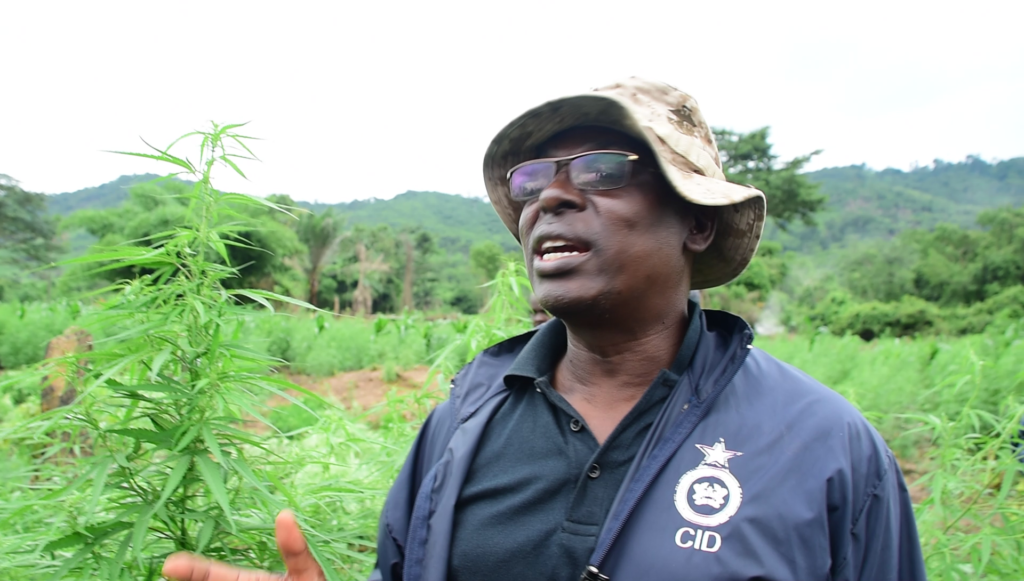 Police discovers illegal cannabis cultivation enclave in Boso