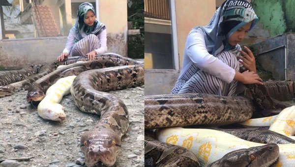 14-year-old girl has 6 giant pythons as pets - MyJoyOnline