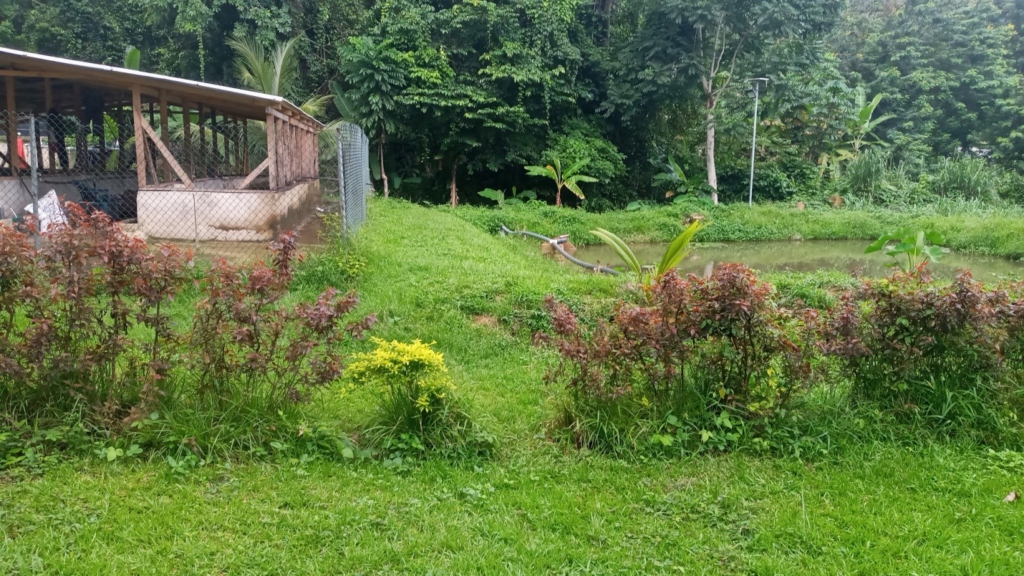 Fish farmers in Kwahu area seek market for produce