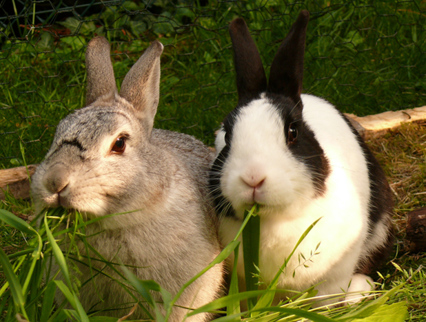 The new cuniculture outbreak in Ghana: Rabbit Haemorrhagic Disease (RHD ...