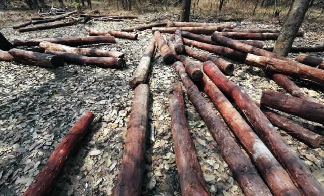 Illegal export of Rosewood from Ghana to China drops by 90%