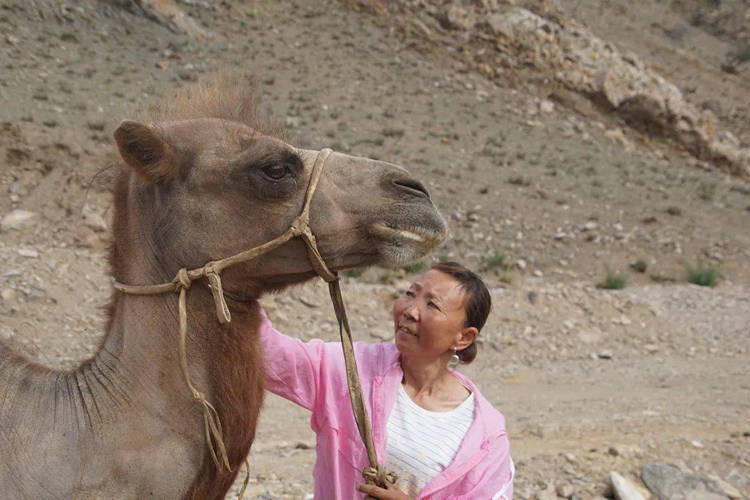 Loyal camel walks 100km through desert to return to former owners after being sold Loyal camel walks 100km through desert to return to former owners after being sold