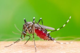 Why do mosquitoes bite some people more than others?