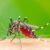 Why do mosquitoes bite some people more than others?