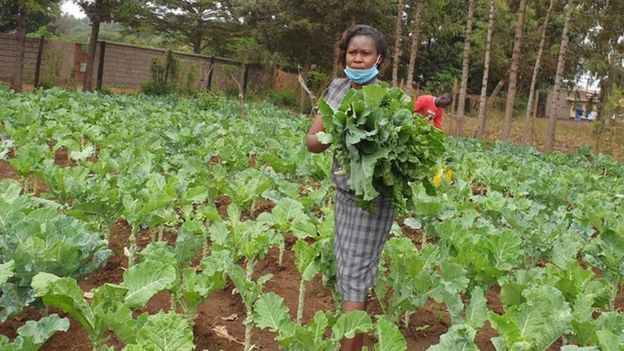 Coronavirus in Kenya: How it turned classrooms into chicken coops