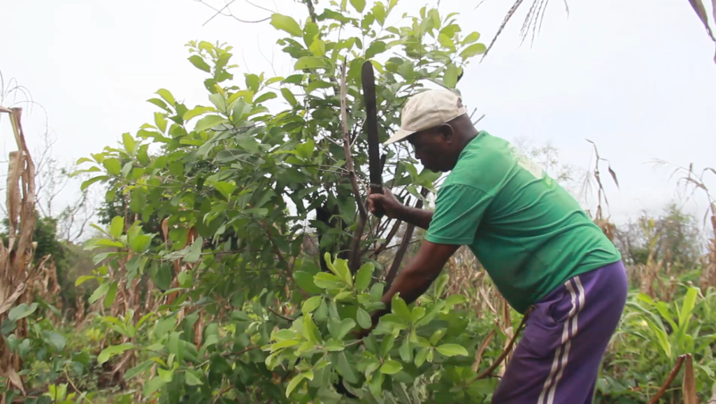 I earn about ¢20,000 when I harvest my crop – 74-year-old farmer