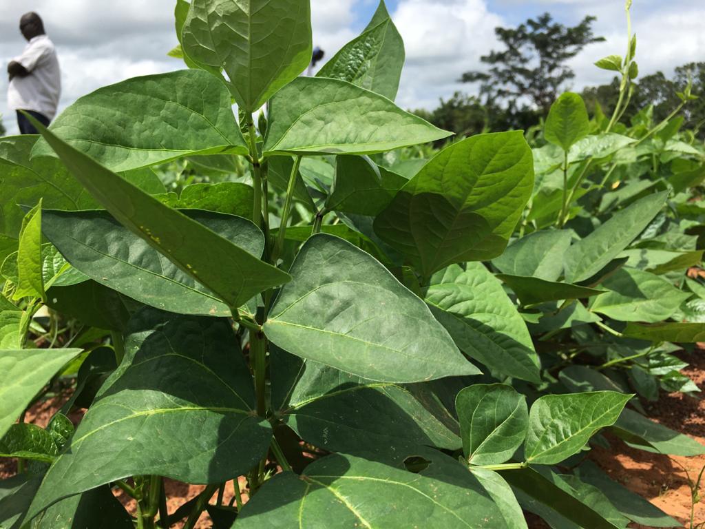 Cowpea losses are a result of pests and insect attacks - Former CSIR Research Fellow
