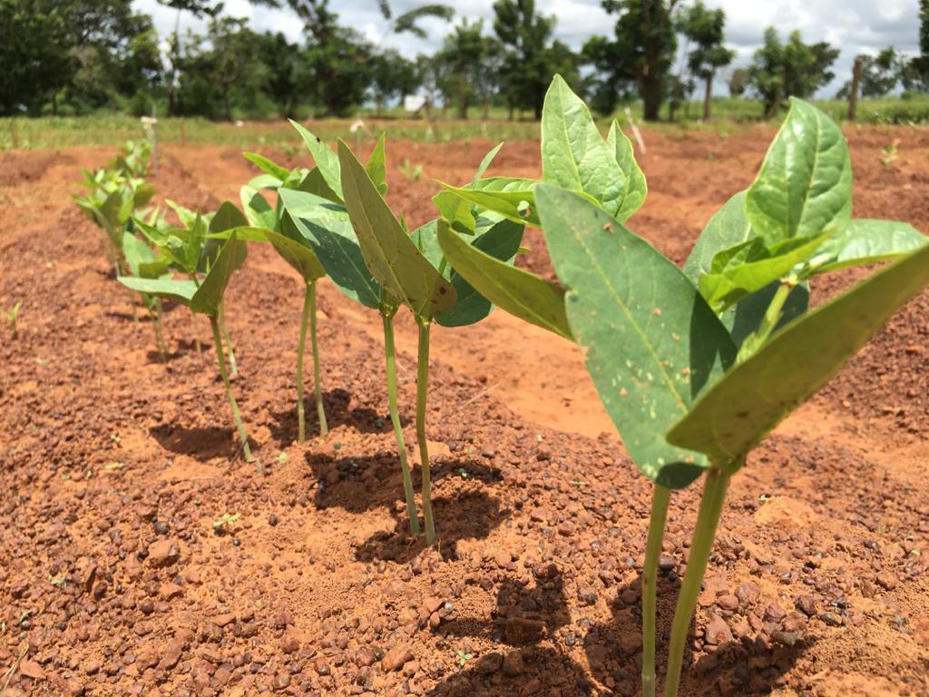 Cowpea losses are a result of pests and insect attacks - Former CSIR Research Fellow