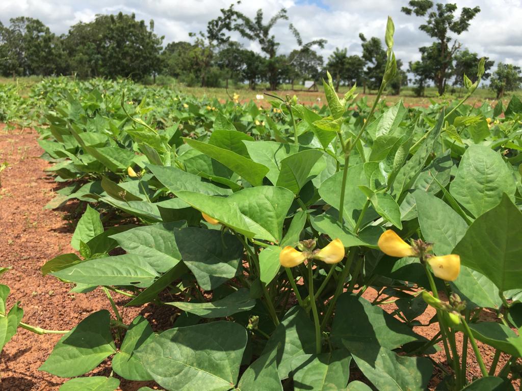 Cowpea losses are a result of pests and insect attacks - Former CSIR Research Fellow