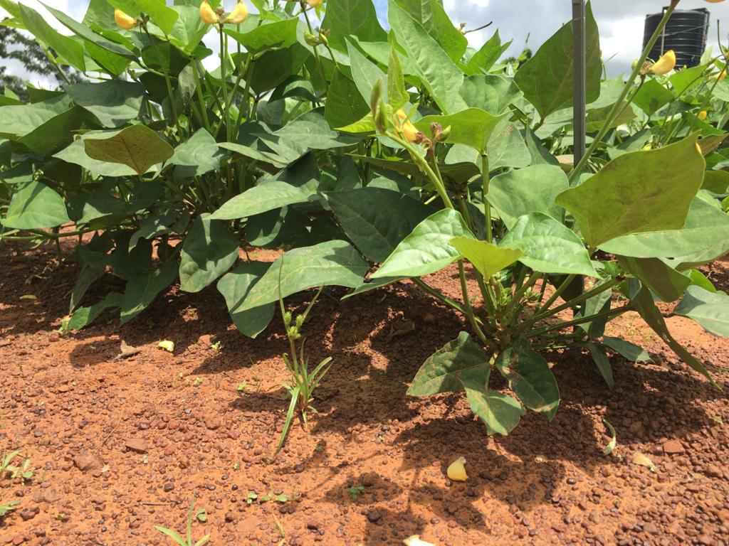 Cowpea losses are a result of pests and insect attacks - Former CSIR Research Fellow