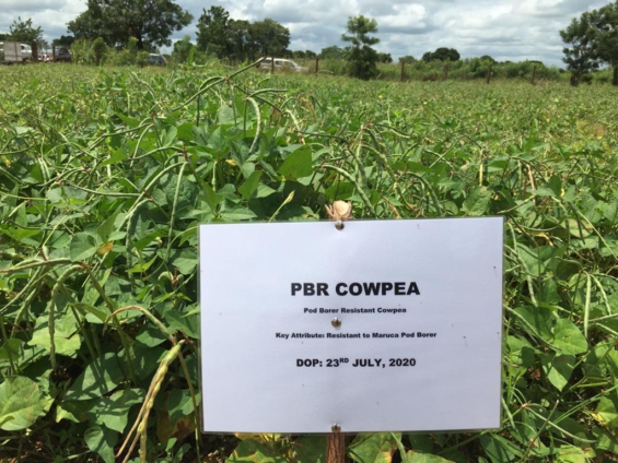 Cowpea losses are a result of pests and insect attacks – Former CSIR Research Fellow