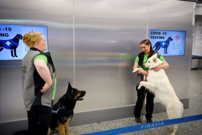 Finland airport deploys dogs to detect coronavirus and researchers say they are 'close to 100%' accuracy