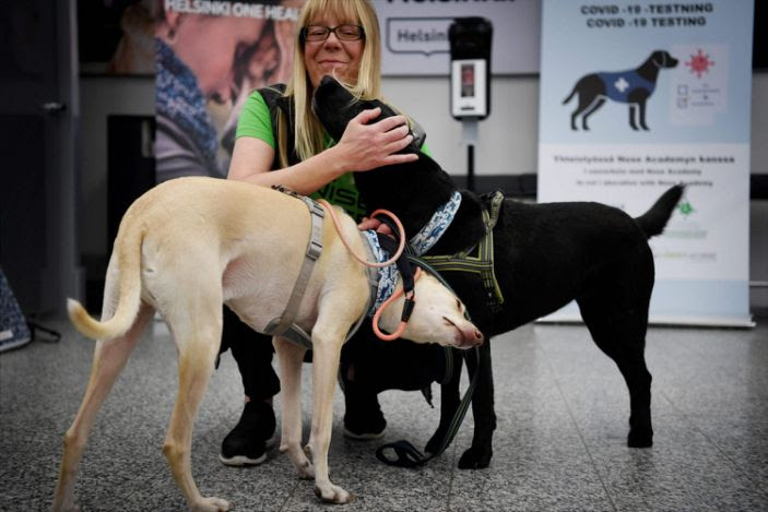 Finland airport deploys dogs to detect coronavirus and researchers say they are 'close to 100%' accuracy