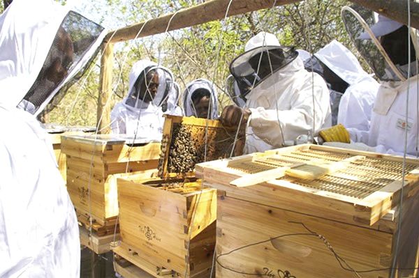 Beekeepers Association solicit for support - MyJoyOnline.com