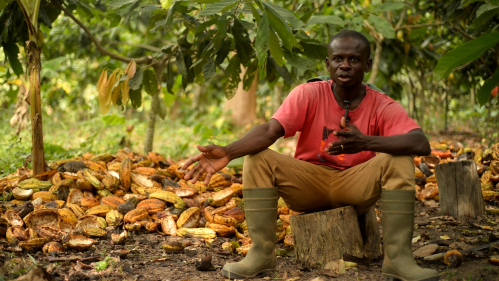 Cocoa pod husk: The new super feed?