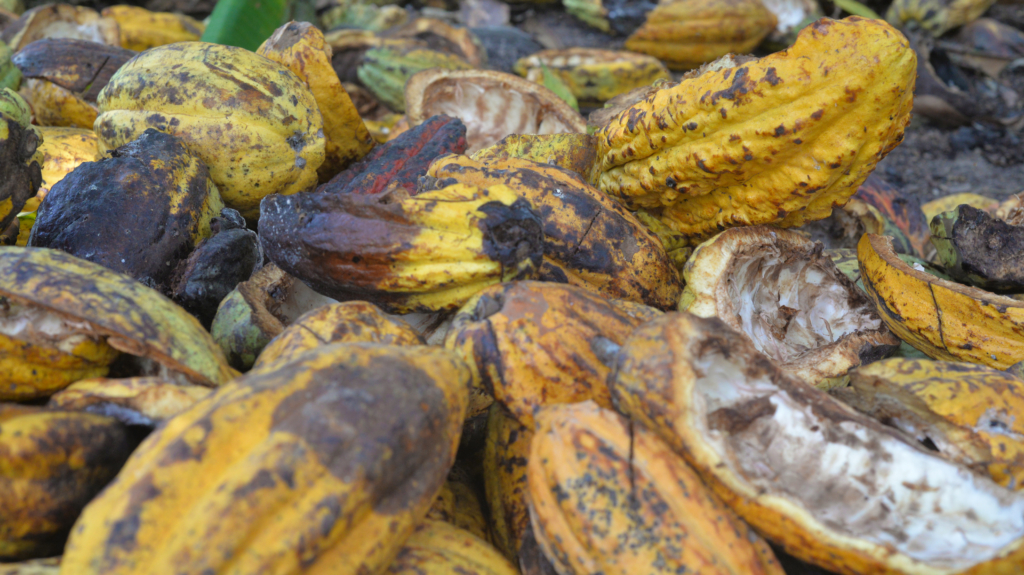 Cocoa pod husk The new super feed?