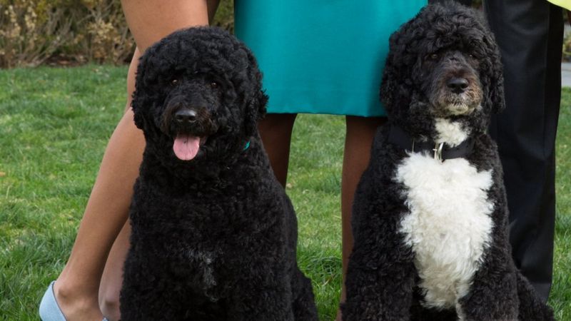 US election: Champ, Major and other White House pets