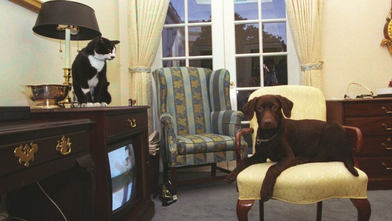 US election: Champ, Major and other White House pets