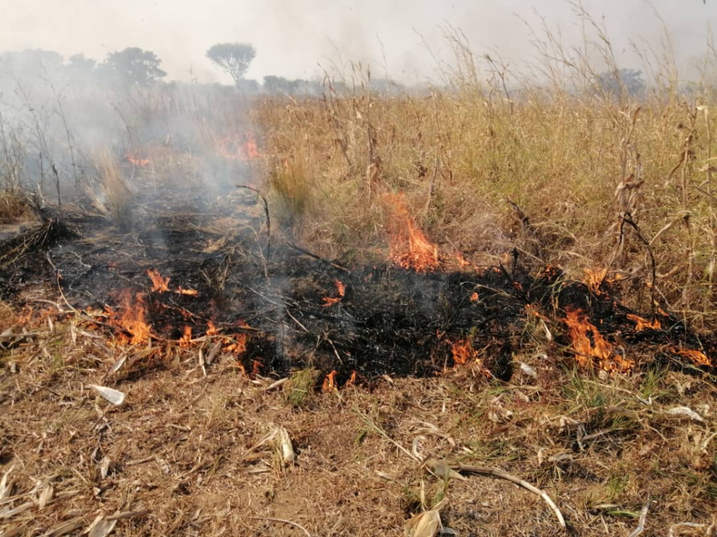 About 300 acres of crop farm burnt in Northern Region