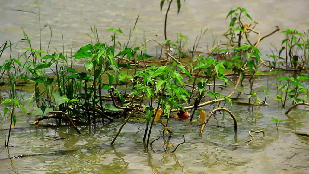 Buipe residents turn Black Volta into dumping site, defecation point