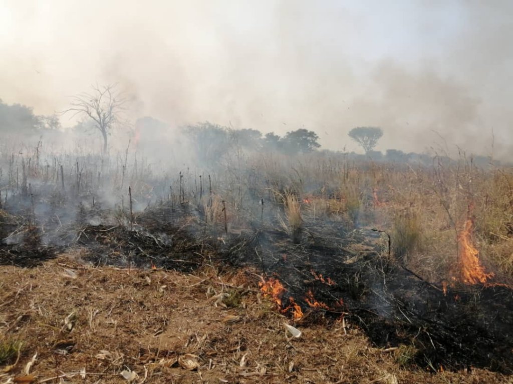About 300 acres of crop farm burnt in Northern Region