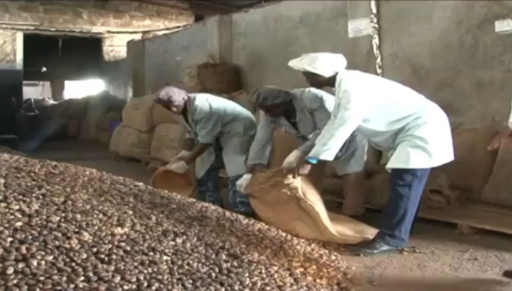 Cashew farmers appeal to government to remand people who cause bushfires