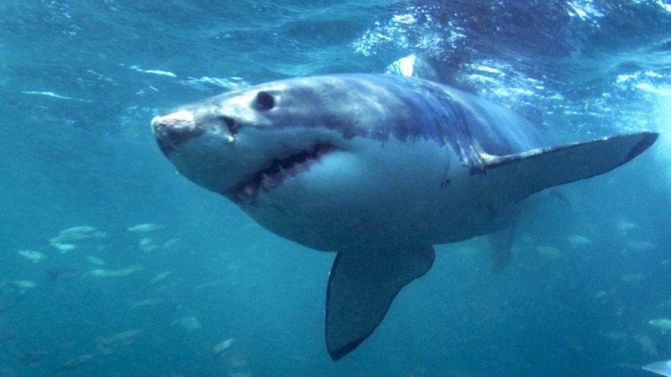 New Zealand: Woman dies in rare suspected shark attack